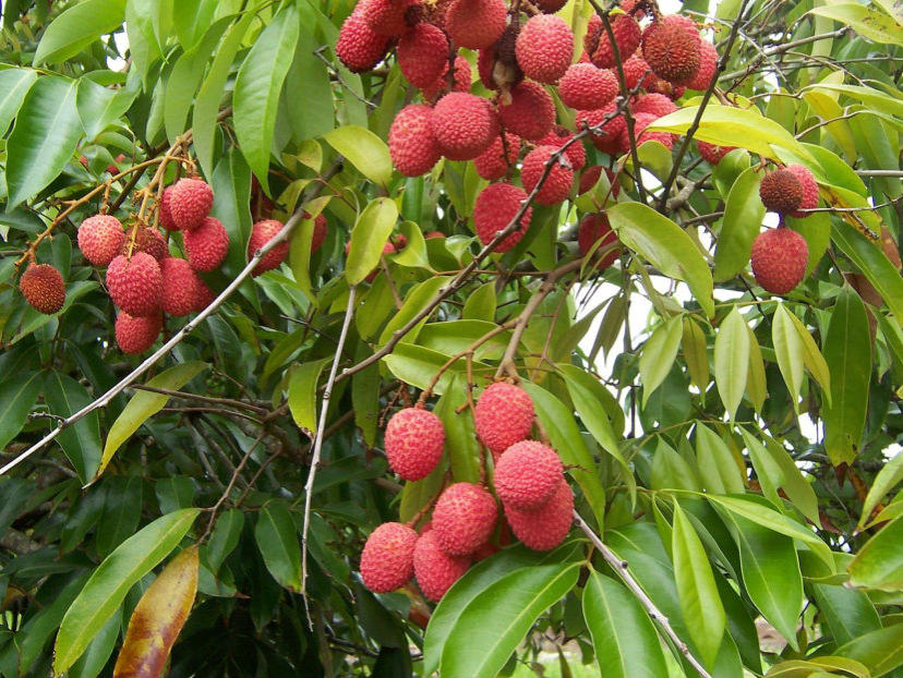 fruit- litchi